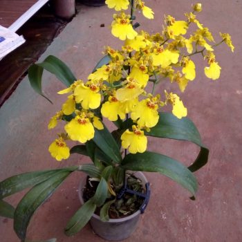 orquideas